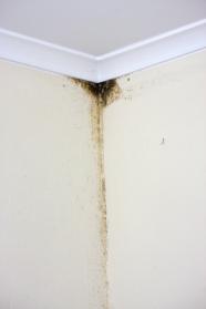 Schimmelbildung im Altbau