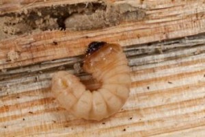 Larve eines holzzerstörenden Käfers in einem Fraßgang im Holz
